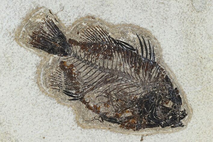 Fossil Fish (Cockerellites) - Green River Formation #113890